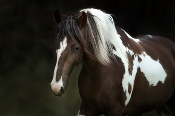 Bay piebald horse