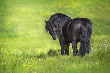 Beautiful black draft horse in meadow - obrazy, fototapety, plakaty