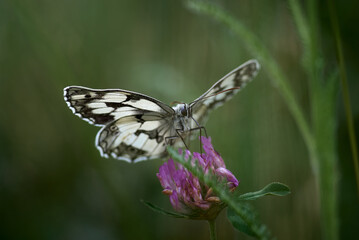 butterfly Melanargia galathea on a clover  flower