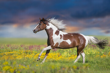 Piebald horse run in flowers