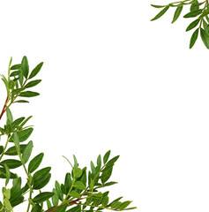 Twigs of pistachio with small green leaves in a corner arrangement isolated