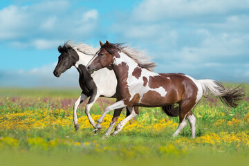 Piebald horse run in flowers