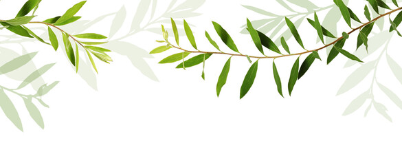 Twigs of spiraea with green leaves in a floral top border isolated on white