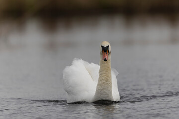 Naklejka premium Mute Swan Cygnus olor swimming on a pond