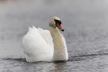 Mute Swan Cygnus olor swimming on a pond