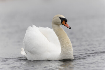Obraz premium Mute Swan Cygnus olor swimming on a pond