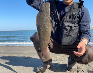 サーフ釣り　ヒラメ　舌平目