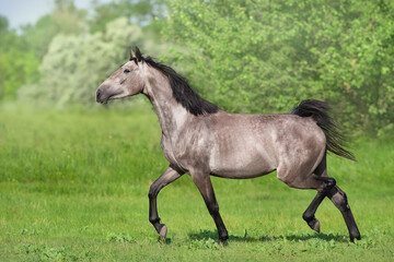 Obraz na płótnie Canvas Horse trotting free