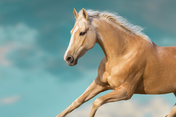 Akhal teke horse close up portrait free run