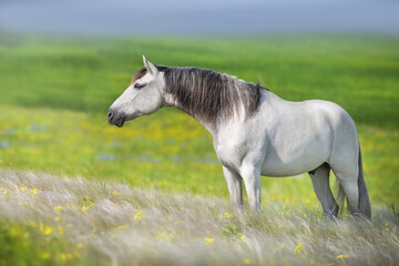 Fototapeta na wymiar White horse in spring meadow
