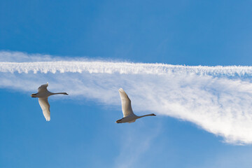 Flying pair of swans in the blue sky with sparse clouds