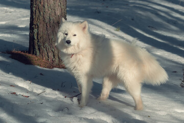 Obraz premium Samoyed dog in the winter forest