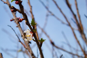 Pretty bee perching on the apricot flower in a garden	
