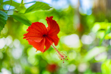 Red hibiscus flower on a green background in the tropical garden. Vivid colors, sunlight in exotic natural park, blurred bokeh foliage. Serene red blooming floral closeup. Abstract nature blossom - Powered by Adobe