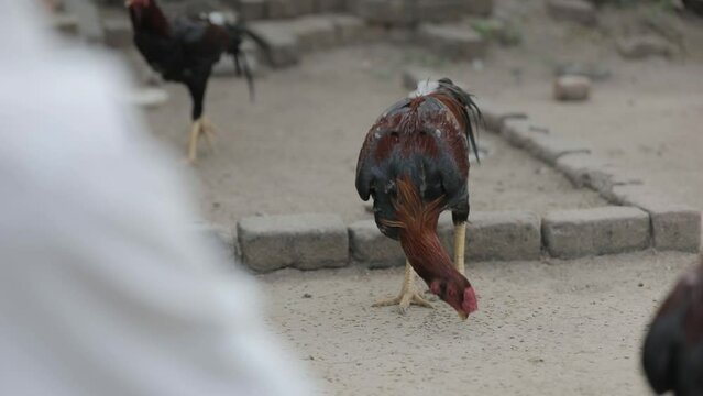 A brown rooster eating paddy (rice) in the field, Native Indian chicken