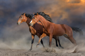 Horses free run on desert storm against sunset sky