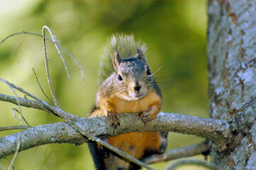 Naklejka na ściany i meble A Douglas squirrel, native to the Pacific Northwest, hanging on a branch of a tree in Silverdale, Washington.