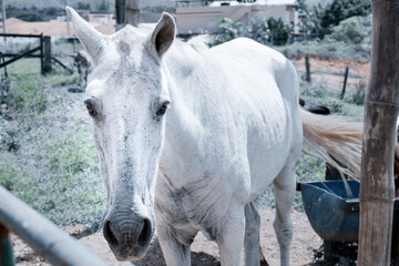 A beautiful white horse, meek and docile.
