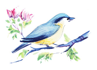 A small songbird sits on a branch. Blue and yellow belly bird. spring postcard. Hand painted watercolor illustration. Colorful drawing on white paper background