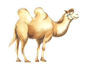 A large beautiful Bactrian camel in profile. Thick, sandy fur. Hand painted watercolor illustration. Colorful light sketchy drawing on white paper background