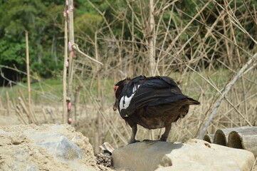 ducks swim and fly in taruko which is drying up