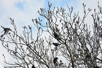 Starlings on the tree
