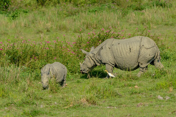 Indian One Horned Rhinoceros mother and her child.