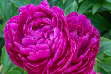 Blüten und Knospen einer Pfingstrose, Paeonia. Die Bauernpfingstrose ist eine der ältesten Gartenpflanzen in Europa.