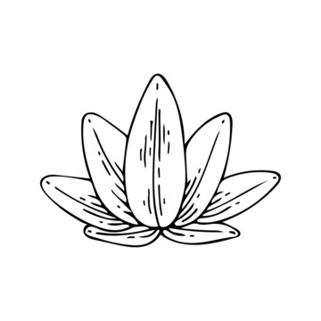 Lotus line art. Ancient Padma. Sacred lotus flower. Hindu sign. Mysterious symbol of Buddhism. Purity and spiritual perfection. Hand drawn vector illustration. Magic talisman.