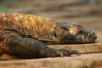 Obraz premium komodo dragon sleeping