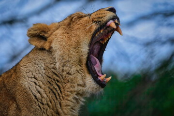 roar