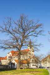 Tree in front of the historic town hall of Bernburg, Germany