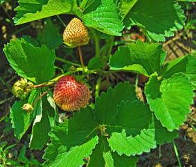 A group of unripe strawberries on the bush in the garden in the springtime