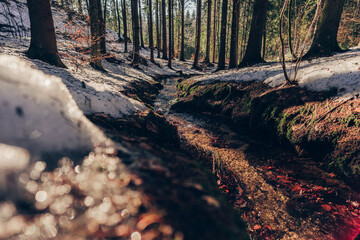 Spring or autumn forest woth a brook or creek, wet snow and sunny warm wearteher.