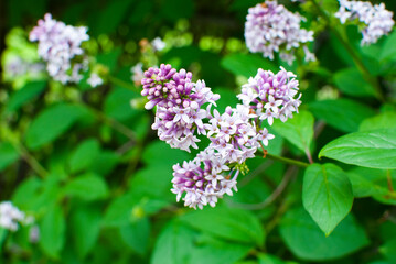 flowers of delicate lilac in spring on a background of green leaves