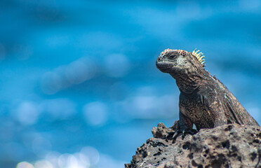 Galapagos Islands Marine Iguana © DuVeR