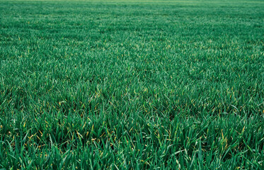 Young green grass in sunlight. Organic texture or turf background on a soccer field. Wallpaper idea for advertising or computer