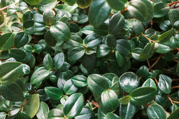 Thick leaves of succulent African plant of Portulacaria Afra or Spekboom Elephant Bush