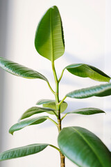 Ficus elastica (rubber tree) in a clay terracotta flower pot on the windowsill.