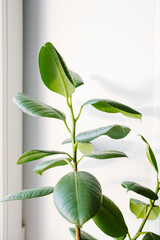 Ficus elastica (rubber tree) in a clay terracotta flower pot on the windowsill.