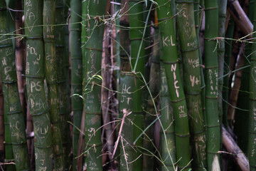 Obraz premium Bamboo plants with carvings