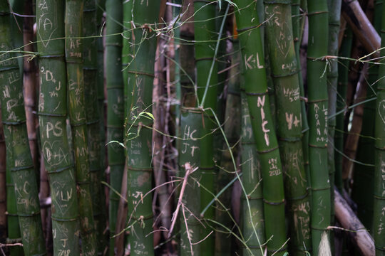 Bamboo plants with carvings