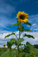 Sonnenblume 2 