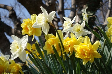 Garten im Frühling . Garden in Spring . Narzissen . Daffodils