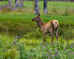 Elk Stock Photo and Image. Calf close-up profile view in the field with wild flowers foliage in its environment and habitat surrounding.