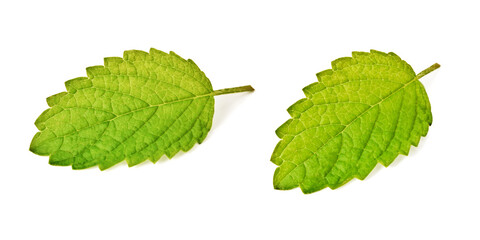 A set of leaves of Lemon Balm plant close up isolated on white, Melissa Officinalis leaf