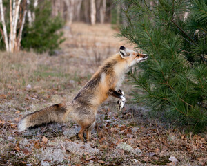 Red Fox Photo Stock. Fox Image. Standing on hinges legs and smelling pine needle tree in the springtime with blur forest background in its environment and habitat. Picture. Portrait.