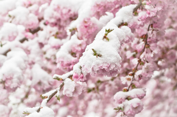 A branch of a japanese flowering cherry tree with light pastel pink blossoms with white snow