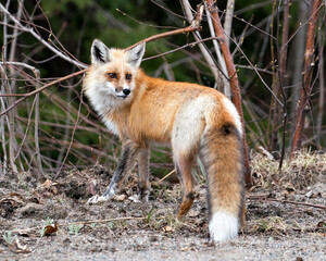 Red Fox Photo Stock. Fox Image.  Close-up profile side view looking at camera with a blur forest background in its environment and habitat.  Picture. Portrait.