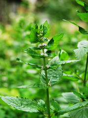 Mint plant in the garden, a branch of peppermint plant growing in the garden